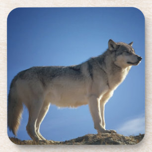 Wolf On Rocks Coaster