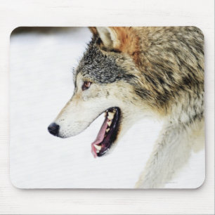 Wolf on the prowl mouse mat