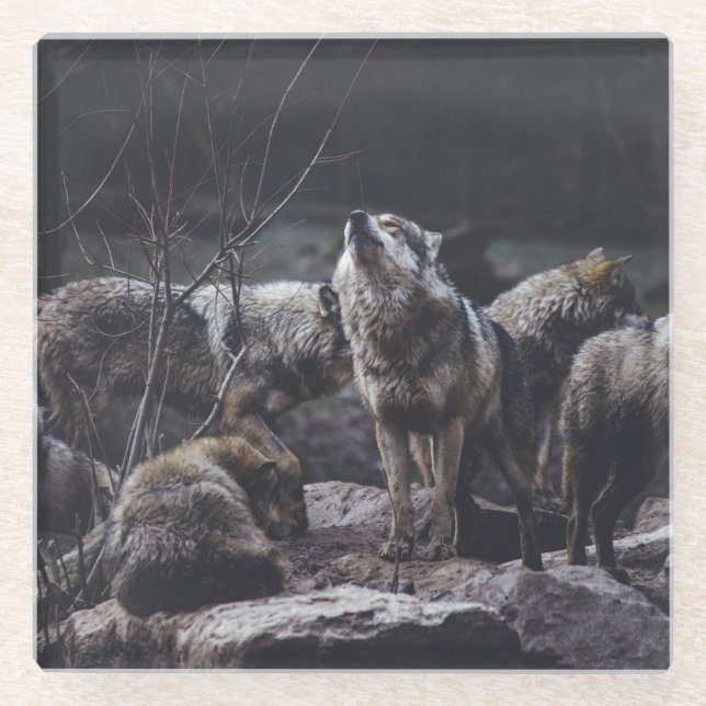 Wolf Pack Glass Coaster (Front)