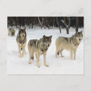 Wolf Pack Postcard