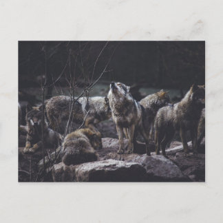 Wolf Pack Postcard