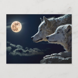 Wolf Pair Moon Night Gothic Fantasy Postcard