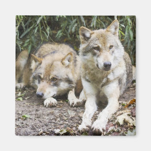 Wolf Pair Resting in the Woods Wildlife  Magnet
