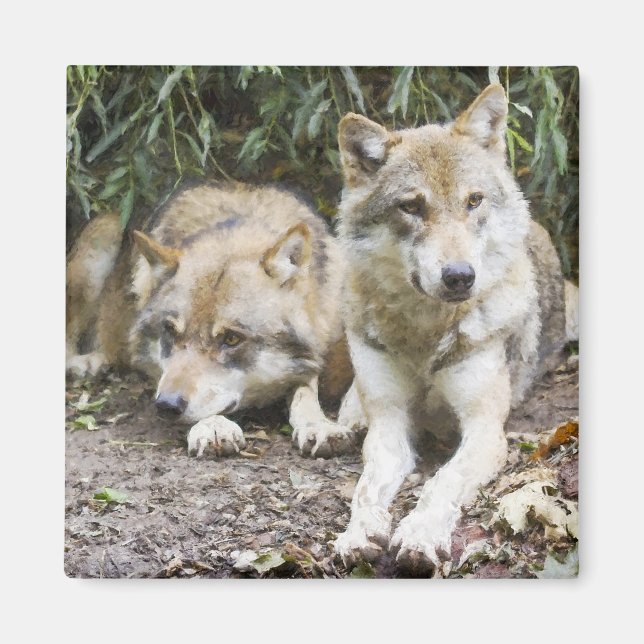 Wolf Pair Resting in the Woods Wildlife  Magnet (Front)
