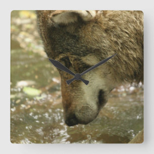Wolf Pawing Water Square Wall Clock