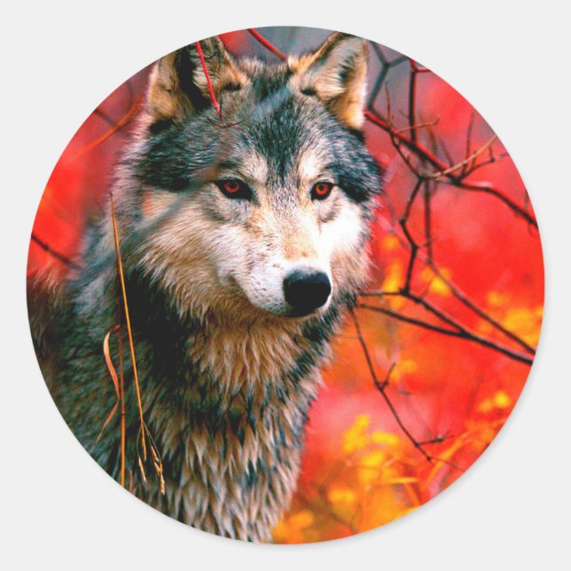 Wolf peeking through leaves in a forest classic round sticker (Front)