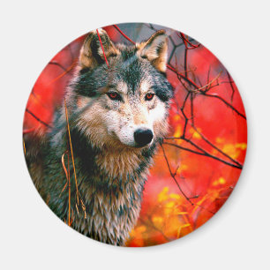Wolf peeking through leaves in a forest magnet