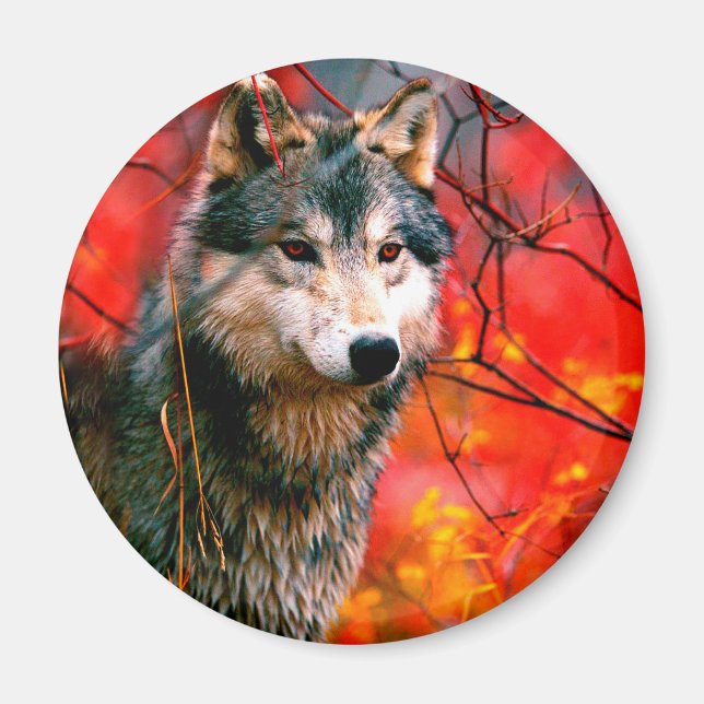 Wolf peeking through leaves in a forest magnet (Front)