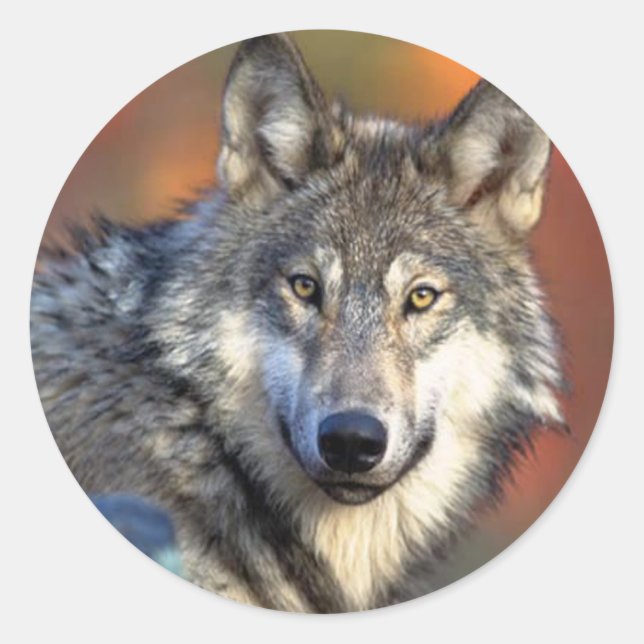 Wolf Photograph Classic Round Sticker (Front)