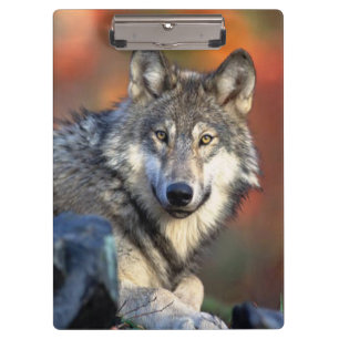Wolf Photograph Clipboard