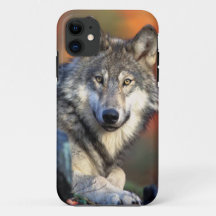 Wolf Photograph Image