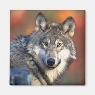 Wolf Photograph Magnet