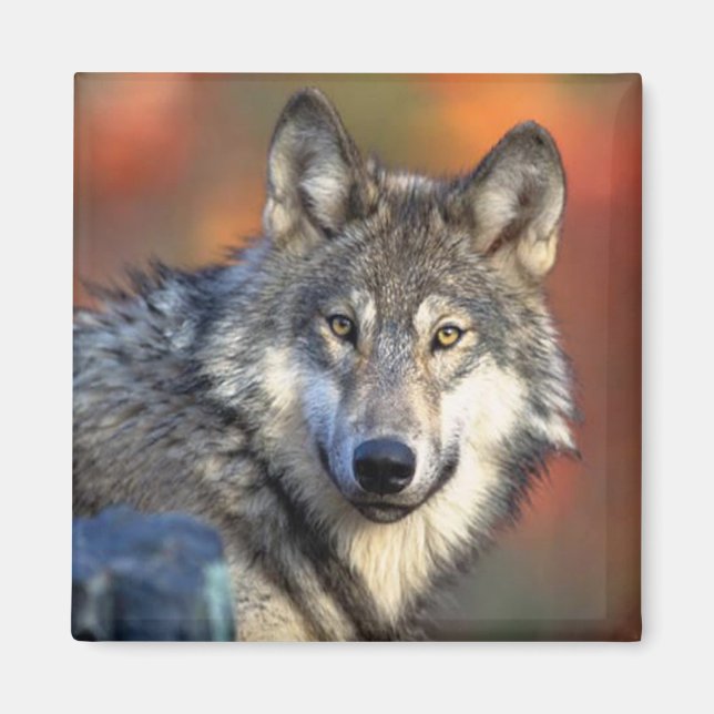 Wolf Photograph Magnet (Front)