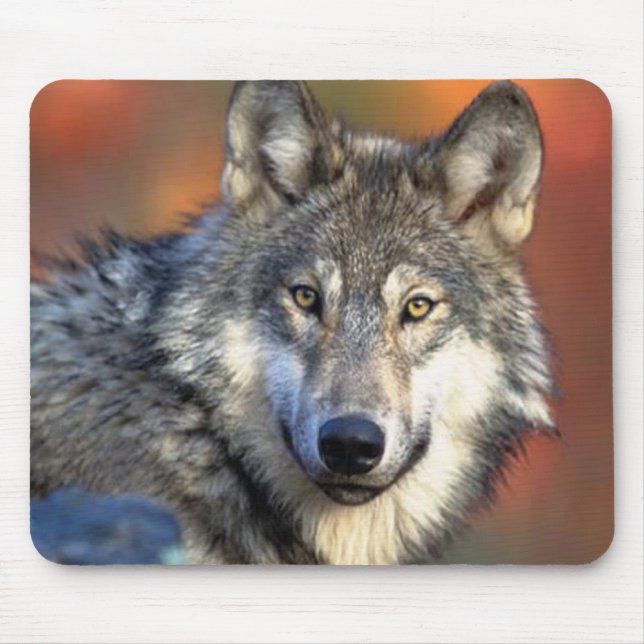 Wolf Photograph Mouse Mat (Front)