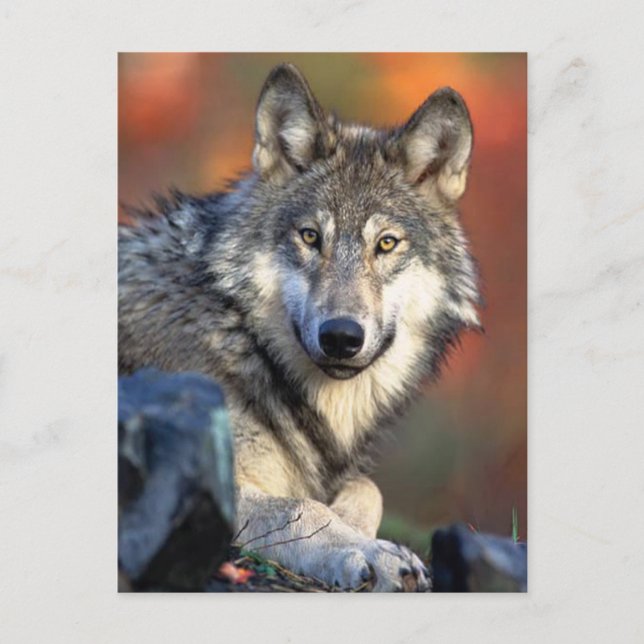Wolf Photograph Postcard (Front)
