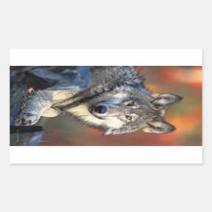 Wolf Photograph Rectangular Sticker