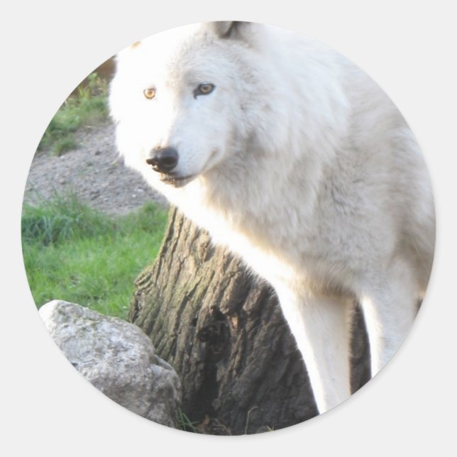 Wolf Photographic Art Spirit Guide Animal Love  Classic Round Sticker (Front)