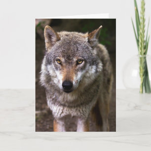 WOLF PHOTOGRAPHY BIRTHDAY CARD