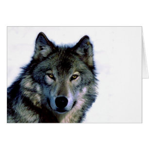Wolf Portrait