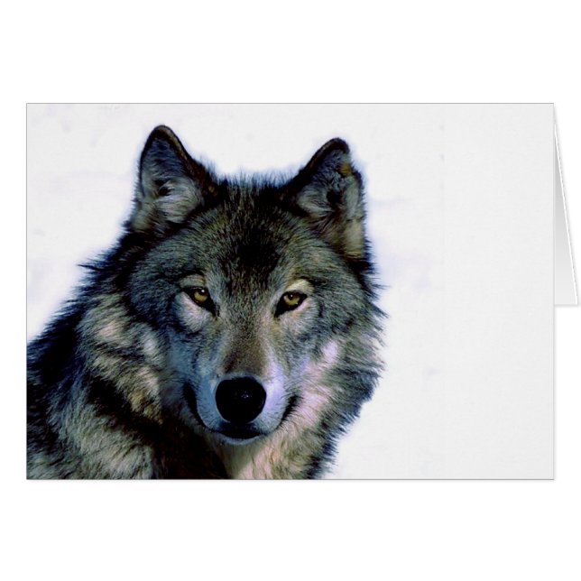 Wolf Portrait (Front Horizontal)
