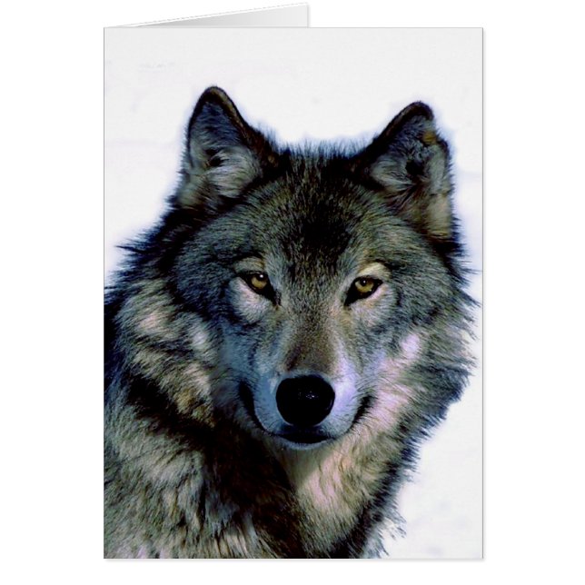 Wolf Portrait (Front)