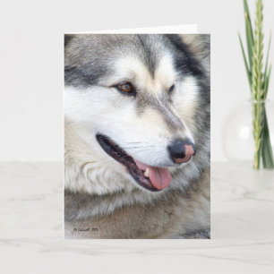 Wolf Portrait Card