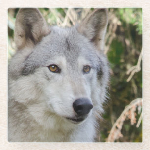 Wolf Portrait Glass Coaster