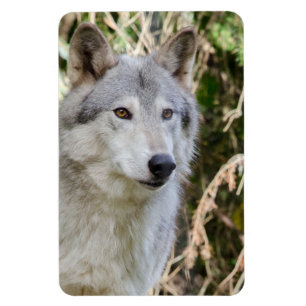 Wolf Portrait Magnet