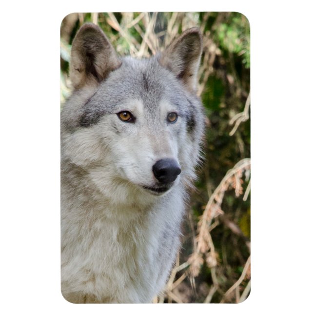 Wolf Portrait Magnet (Vertical)