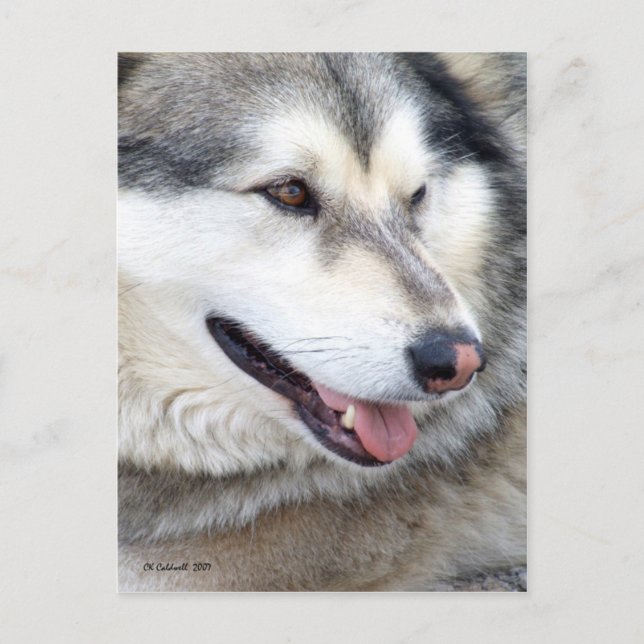 Wolf Portrait Postcard (Front)
