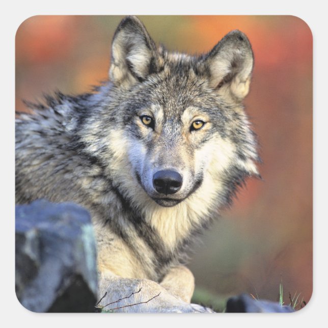 Wolf Portrait Square Sticker (Front)