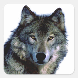 Wolf Portrait Square Sticker