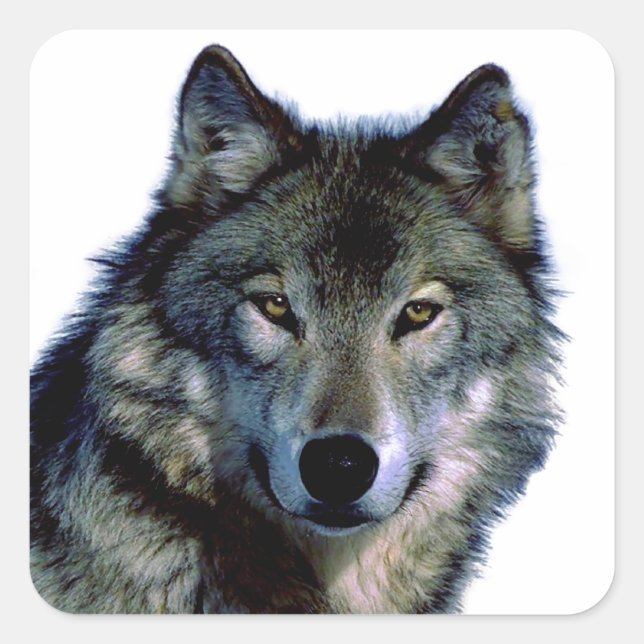 Wolf Portrait Square Sticker (Front)
