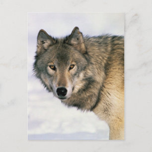 Wolf postards postcard