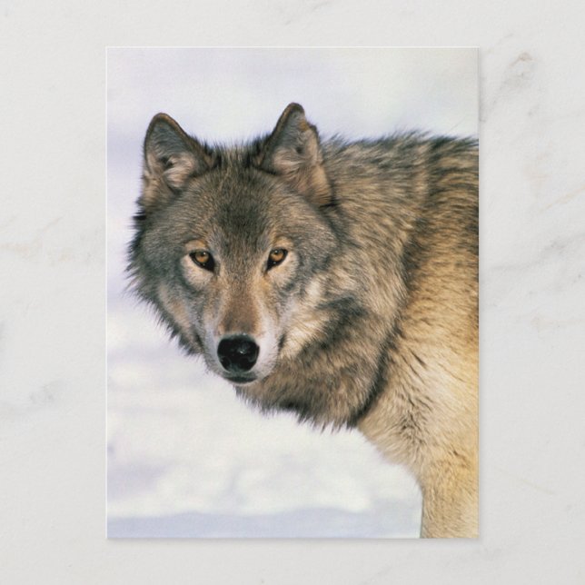 Wolf postards postcard (Front)