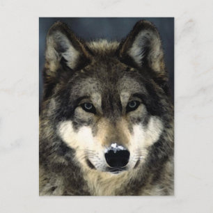 Wolf Postcard