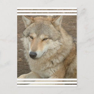 Wolf Postcard