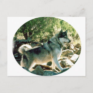 Wolf Postcard