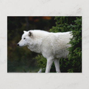 Wolf Postcard