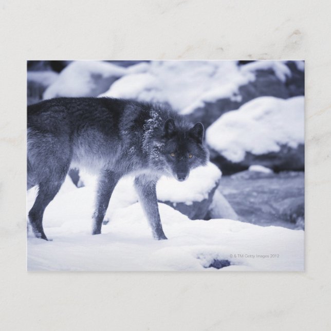 Wolf Postcard (Front)