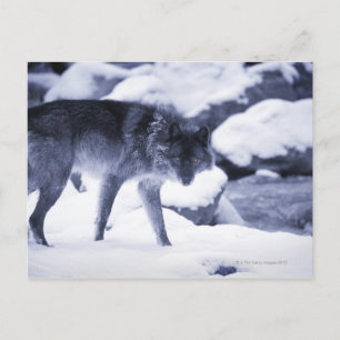 Wolf Postcard