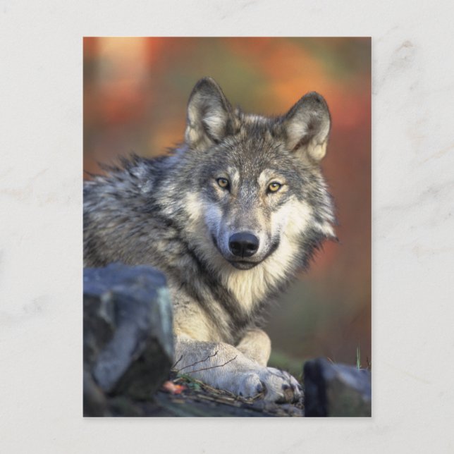 Wolf Postcard (Front)