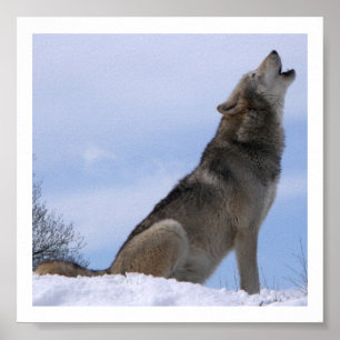 Wolf poster