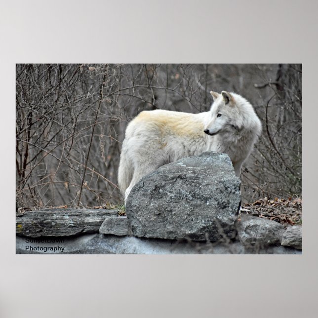 Wolf Poster (Front)