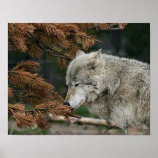 Wolf Poster