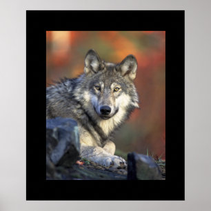 Wolf Poster