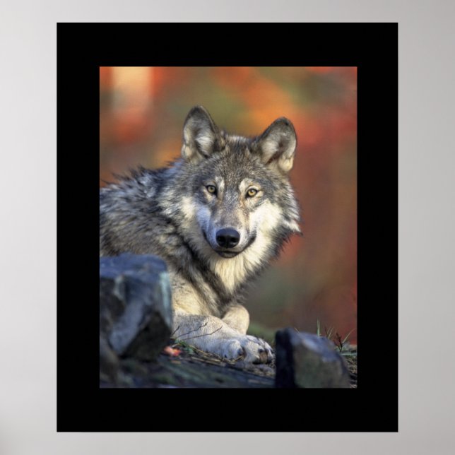 Wolf Poster (Front)