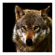 Wolf Profile with green eyes ~ editable background