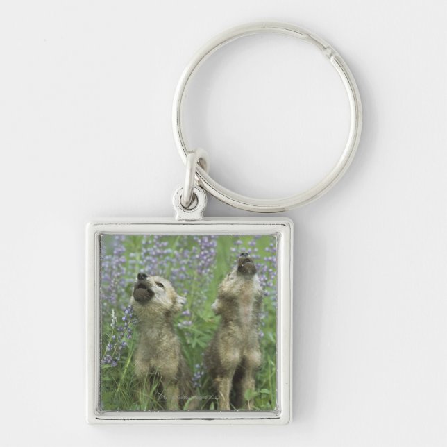 Wolf Puppies Howling In Meadow Key Ring (Front)