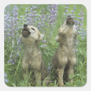 Wolf Puppies Howling In Meadow Square Sticker